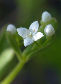 Blunt-leaved Bedstraw