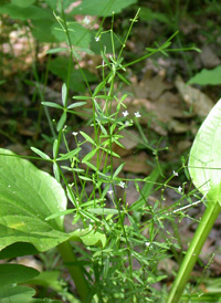 Blunt-leaved Bedstraw