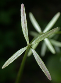 Blunt-leaved Bedstraw