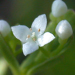 Blunt-leaved Bedstraw Blunt-leaved Bedstraw