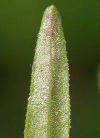 Stiff Marsh Bedstraw