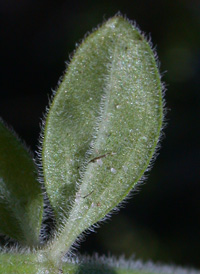 Hairy Bedstraw