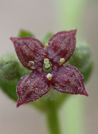 Hairy Bedstraw