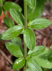 Hairy Bedstraw