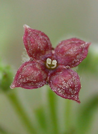 Hairy Bedstraw