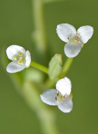 Stiff Marsh Bedstraw