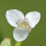 Stiff Marsh Bedstraw Stiff Marsh Bedstraw