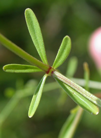 Stiff Marsh Bedstraw