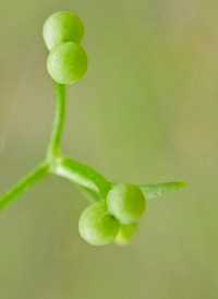 Stiff Marsh Bedstraw