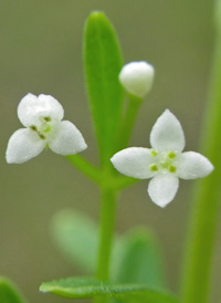 Stiff Marsh Bedstraw