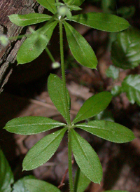 Fragrant Bedstraw