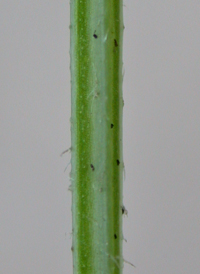 Fragrant Bedstraw