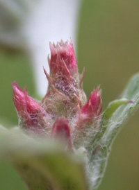 Purplish Cudweed