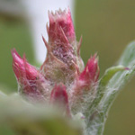 Purplish Cudweed Purplish Cudweed