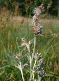 Purplish Cudweed