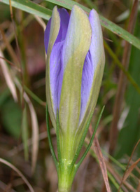 Pine-barren Gentian