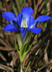 Pine-barren Gentian