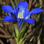 Pine-barren Gentian Pine-barren Gentian