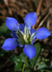 Pine-barren Gentian