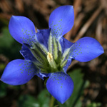 Pine-barren Gentian