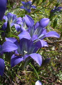 Pine-barren Gentian