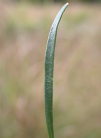 Pine-barren Gentian