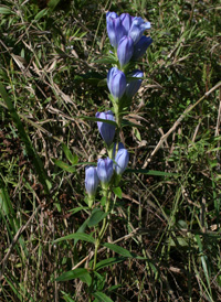 Soapwort Gentian