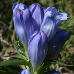 Soapwort Gentian