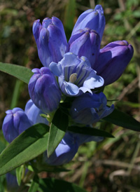 Soapwort Gentian