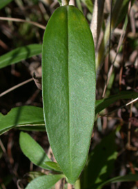 Soapwort Gentian