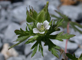 Carolina Crane's-bill