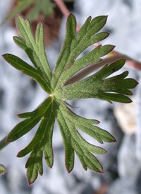 Carolina Crane's-bill