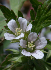 Carolina Crane's-bill