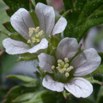 Carolina Crane's-bill