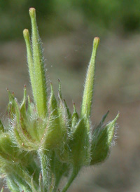 Carolina Crane's-bill