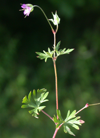 Long-stalked Crane's-bill