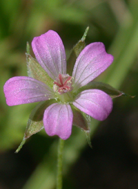 Long-stalked Crane's-bill