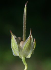 Long-stalked Crane's-bill