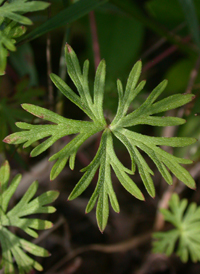 Long-stalked Crane's-bill