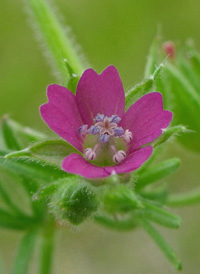 Cut-leaved Crane's-bill