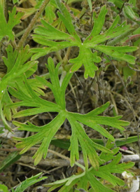 Cut-leaved Crane's-bill