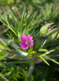 Cut-leaved Crane's-bill