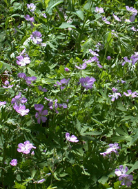 Spotted Crane's-bill