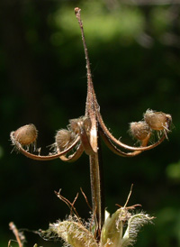 Spotted Crane's-bill