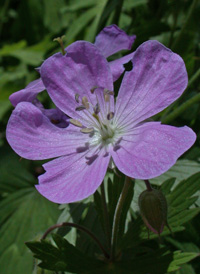 Spotted Crane's-bill