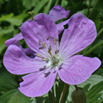 Spotted Crane's-bill