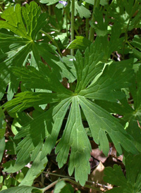 Spotted Crane's-bill