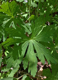 Spotted Crane's-bill