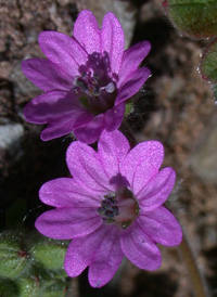 Dove's-foot Crane's-bill