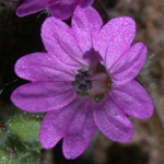 Dove's-foot Crane's-bill Dove's-foot Crane's-bill